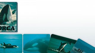 ORCA - OH CARDS